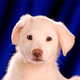 Image for article titled Animal Planet Will See Your "Football" And Raise You Puppies
